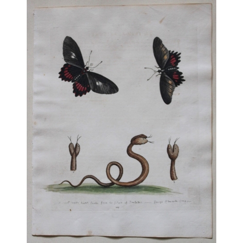 9303 - George Edwards - Two-headed Snake & Black Butterflies 1751. 

This beautiful engraving is from Georg... 