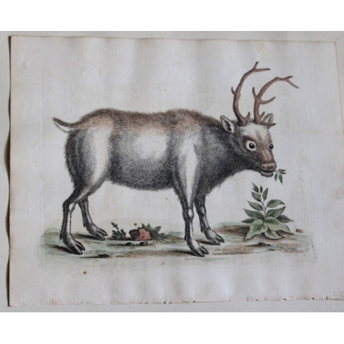 9306 - George Edwards - Greenland Buck  1743. 

This beautiful engraving is from George Edwards A History o... 