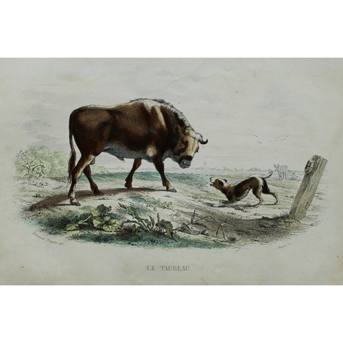 9307 - Buffon & Travies - 4 prints of Mammals 1839. 

These original hand-coloured steel engravings are fro... 