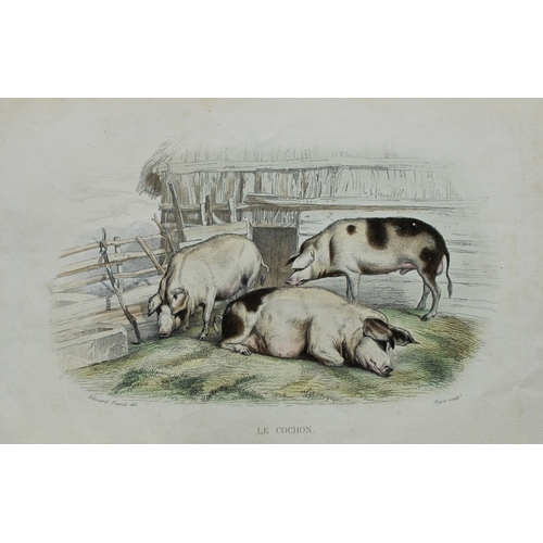 9307 - Buffon & Travies - 4 prints of Mammals 1839. 

These original hand-coloured steel engravings are fro... 