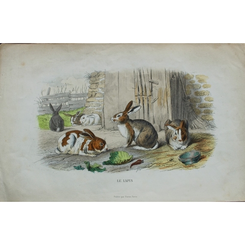 9307 - Buffon & Travies - 4 prints of Mammals 1839. 

These original hand-coloured steel engravings are fro... 