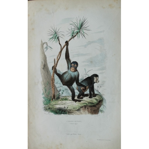 9308 - Buffon & Travies - 4 prints of Mammals 1839. 

These original hand-coloured steel engravings are fro... 