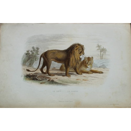 9308 - Buffon & Travies - 4 prints of Mammals 1839. 

These original hand-coloured steel engravings are fro... 