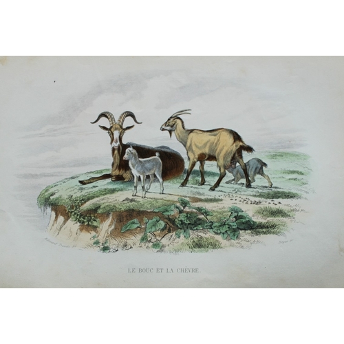 9308 - Buffon & Travies - 4 prints of Mammals 1839. 

These original hand-coloured steel engravings are fro... 