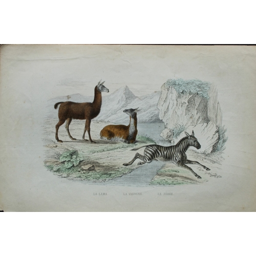 9310 - Buffon & Werner - 4 prints of Mammals 1839. 

These original hand-coloured steel engravings are from... 