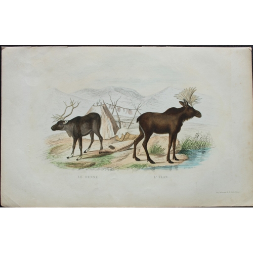 9310 - Buffon & Werner - 4 prints of Mammals 1839. 

These original hand-coloured steel engravings are from... 