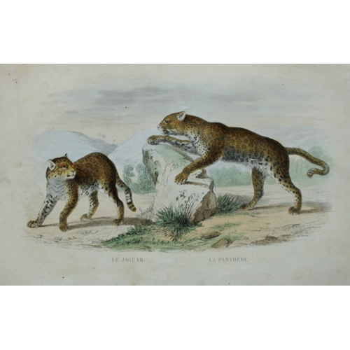 9310 - Buffon & Werner - 4 prints of Mammals 1839. 

These original hand-coloured steel engravings are from... 