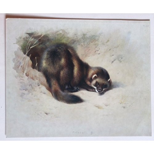 9312 - A Thorburn - 2 prints of Polecat and Pine Marten 1920. 

These original antique prints are from Brit... 