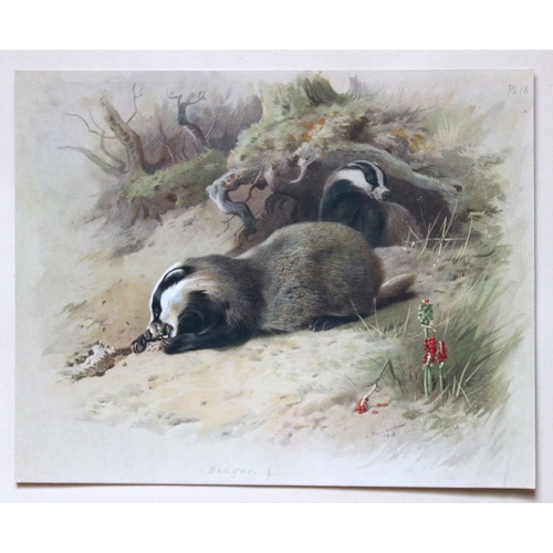 9313 - A Thorburn - 2 prints of a Fox and a Badger 1920. 

These original antique prints are from British M... 