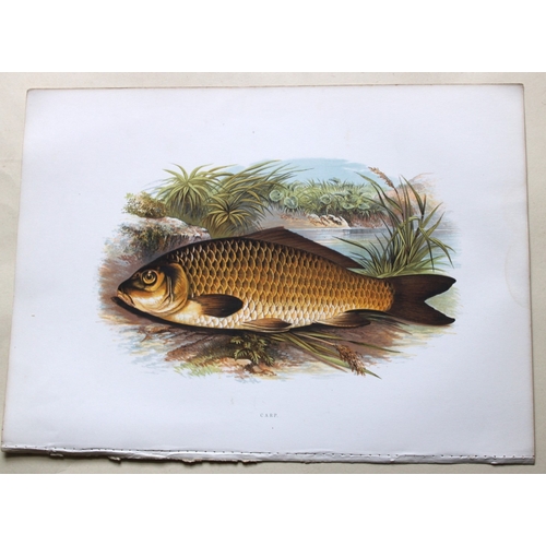 9321 - Rev. Houghton - Carp 1895. 

This print is from British Fresh-Water Fishes by the Rev. William Hough... 