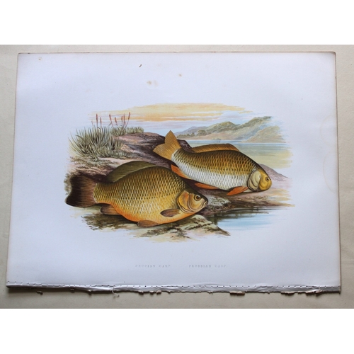 9322 - Rev. Houghton - Crucian Carp 1895. 

This print is from British Fresh-Water Fishes by the Rev. Willi... 