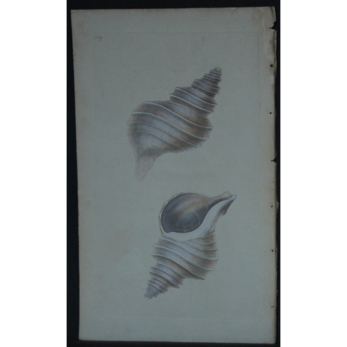 9325 - Edward Donovan - 4 Hand-coloured engravings of shells 1800. 

These beautiful hand-coloured engravin... 