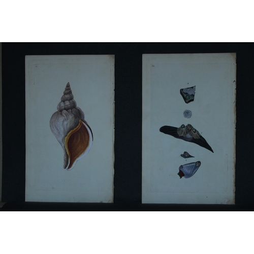 9326 - Edward Donovan - 4 Hand-coloured engravings of shells 1800. 

These beautiful hand-coloured engravin... 