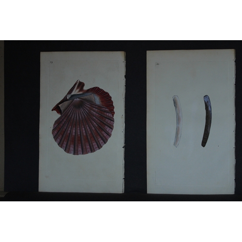 9327 - Edward Donovan - 4 Hand-coloured engravings of shells 1800. 

These beautiful hand-coloured engravin... 