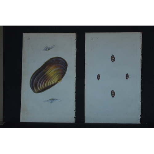 9328 - Edward Donovan - 4 Hand-coloured engravings of shells 1800. 

These beautiful hand-coloured engravin... 