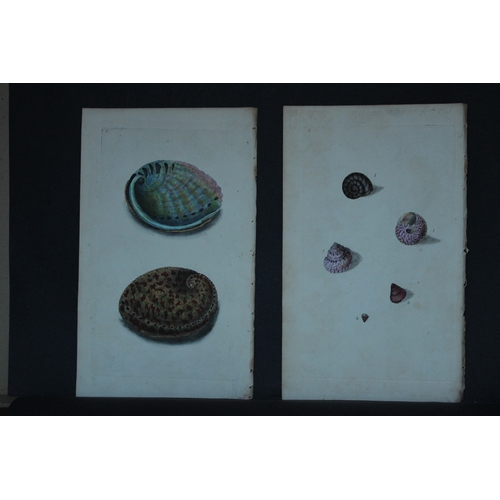 9331 - Edward Donovan - 4 Hand-coloured engravings of shells 1800. 

These beautiful hand-coloured engravin... 