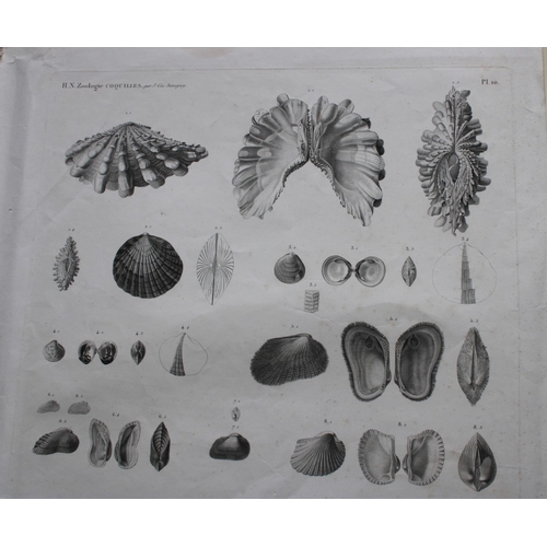 9334 - Sea Shells from Description de l'Egypte 1820-29. 

This engraving is from Description de l'Égypte, o... 