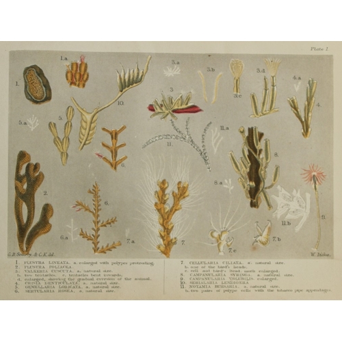 9335 - Charles Kingsley - 3 prints of British shoreline creatures 1859. 

These antique chromolithographic ... 