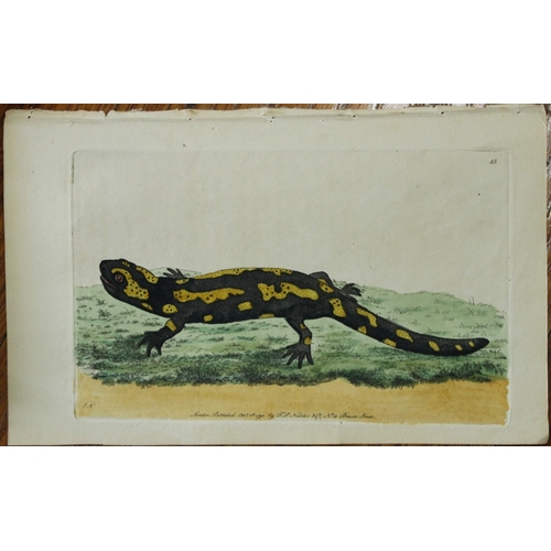 9340 - Shaw & Nodder - The Salamander 1790. 

This beautiful copper engraving with original hand colouring ... 