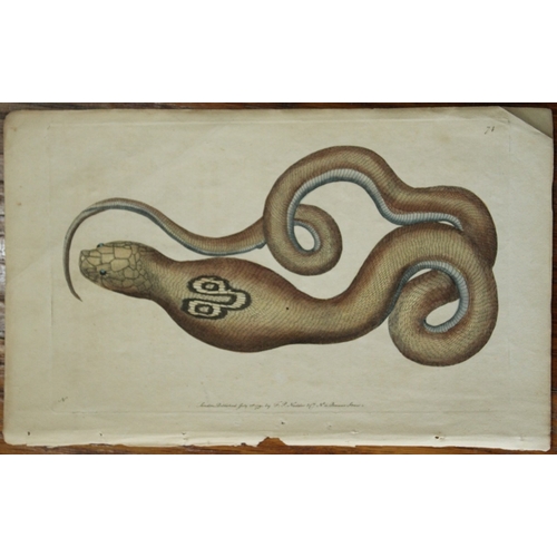 9342 - Shaw & Nodder - The Spectacle Snake (Cobra de Capello) 1790. 

This beautiful copper engraving with ... 