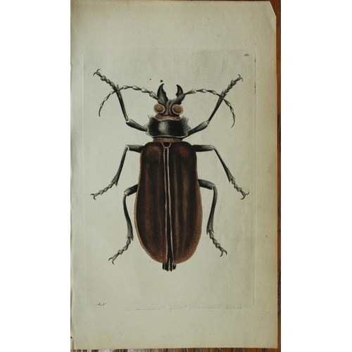 9343 - Shaw & Nodder - Great Capricorn Beetle (Cerambyx) 1790. 

This beautiful copper engraving with origi... 