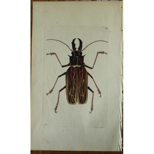 9344 - Shaw & Nodder - Stag-horned Beetle (Cerambyx)  1790. 

This beautiful copper engraving with original... 