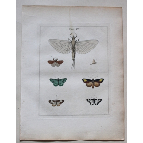 9352 - Moses Harris - 2 engravings of Moths 1776. 

These original hand-coloured copper-plate engravings of... 