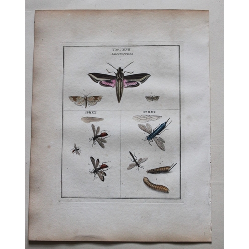 9354 - Moses Harris - 2 engravings of Moths 1776. 

These original hand-coloured copper-plate engravings of... 