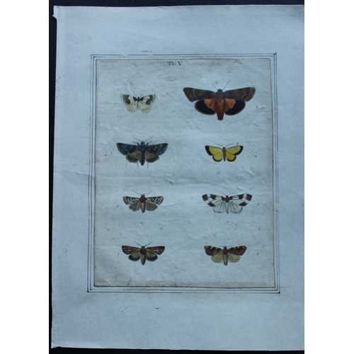 9355 - Moses Harris - 2 engravings of Moths 1776. 

These original hand-coloured copper-plate engravings of... 