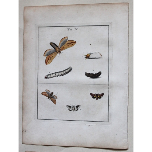 9355 - Moses Harris - 2 engravings of Moths 1776. 

These original hand-coloured copper-plate engravings of... 