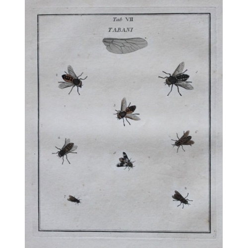 9356 - Moses Harris - 2 engravings of Horse and Crane flies 1776. 

These original hand-coloured copper-pla... 