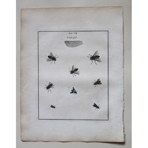 9356 - Moses Harris - 2 engravings of Horse and Crane flies 1776. 

These original hand-coloured copper-pla... 