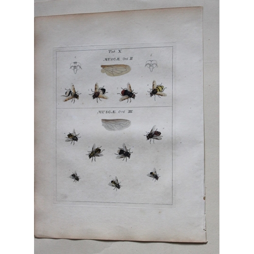 9357 - Moses Harris - 2 engravings of Flies 1776. 

These original hand-coloured copper-plate engravings of... 