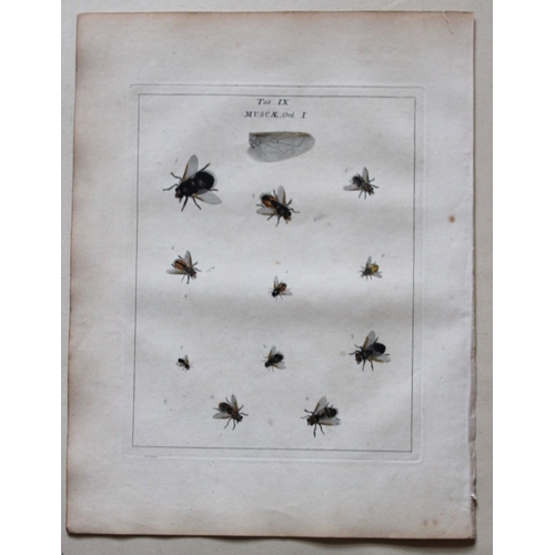 9357 - Moses Harris - 2 engravings of Flies 1776. 

These original hand-coloured copper-plate engravings of... 