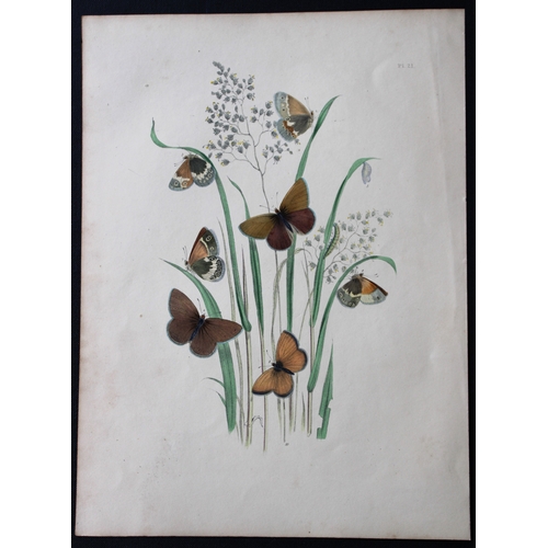 9358 - HN Humphreys - 2 prints of British butterflies 1841. 

These original hand-coloured lithographs, arr... 