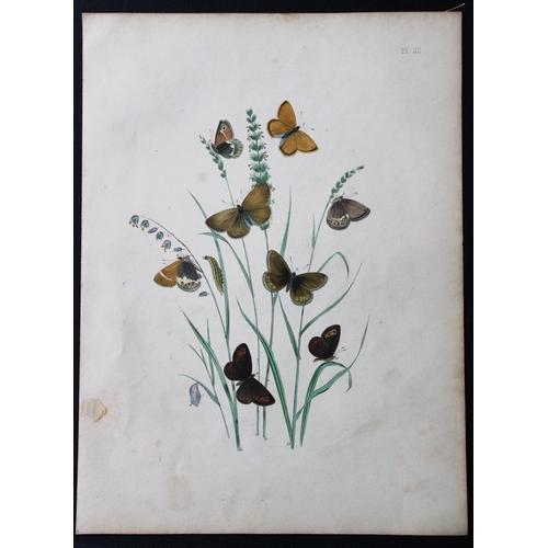 9359 - HN Humphreys - 2 prints of British butterflies 1841. 

These original hand-coloured lithographs, arr... 