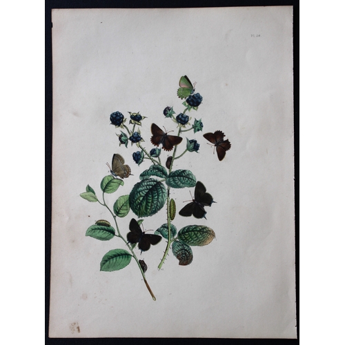 9361 - HN Humphreys - 2 prints of British butterflies 1841. 

These original hand-coloured lithographs, arr... 