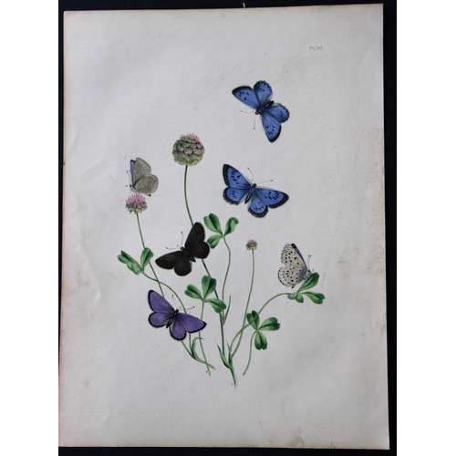 9362 - HN Humphreys - 2 prints of British butterflies 1841. 

These original hand-coloured lithographs, arr... 