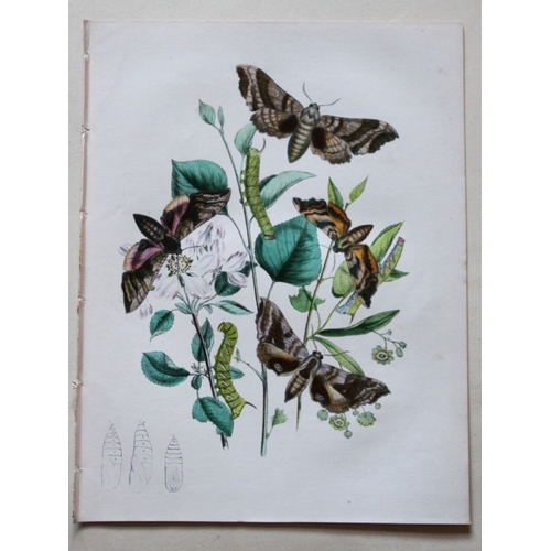 9365 - HN Humphreys - 3 lithographs of Hawk-moths 1857. 

These original hand-coloured lithographs are from... 