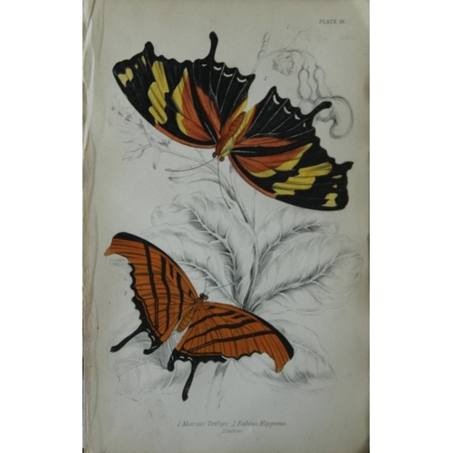 9368 - James Duncan - 2 prints of Foreign Butterflies 1837. 

These beautiful hand-coloured engravings of b... 