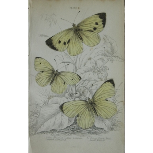 9372 - James Duncan - 3 prints of British Butterflies 1835. 

These engravings of British butterflies are f... 