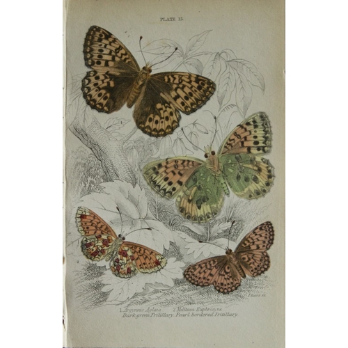 9372 - James Duncan - 3 prints of British Butterflies 1835. 

These engravings of British butterflies are f... 