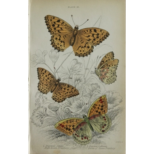 9373 - James Duncan - 3 prints of British Butterflies 1835. 

These engravings of British butterflies are f... 