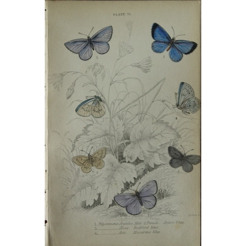 9375 - James Duncan - 3 prints of British Butterflies 1835. 

These engravings of British butterflies are f... 