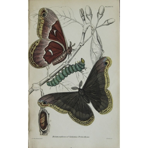 9376 - James Duncan - 3 prints of Exotic Moths 1835. 

These engravings of exotic moths are from Sir Willia... 