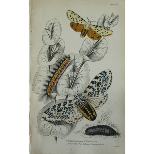 9378 - James Duncan - 3 prints of Exotic Moths 1835. 

These engravings of exotic moths are from Sir Willia... 