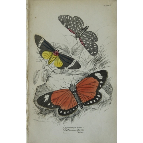 9379 - James Duncan - 3 prints of Exotic Moths 1835. 

These engravings of exotic moths are from Sir Willia... 