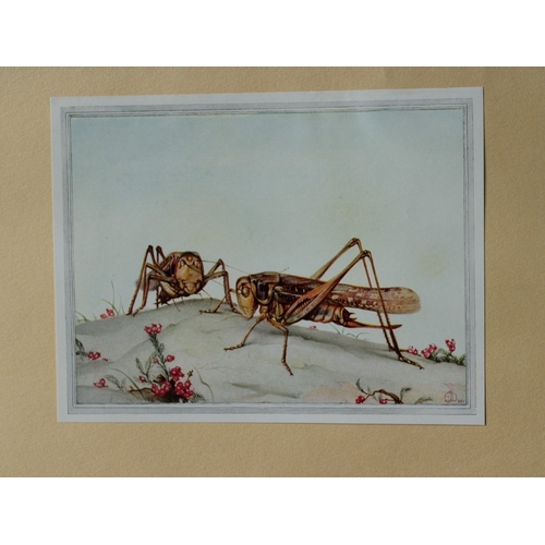 9382 - EJ Detmold - 2 prints of Wasps and White-faced Decticus 1935. 

These plates are from Fabre's Book o... 