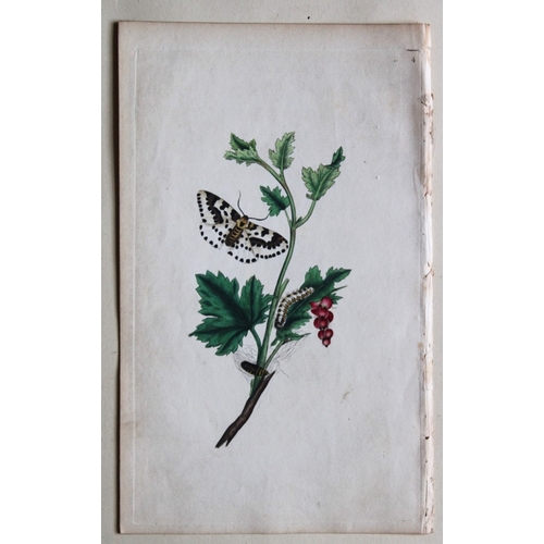 9385 - Edward Donovan - 2 copperplate engravings of Moths 1799. 

These copperplate engravings of 1. Buff-t... 