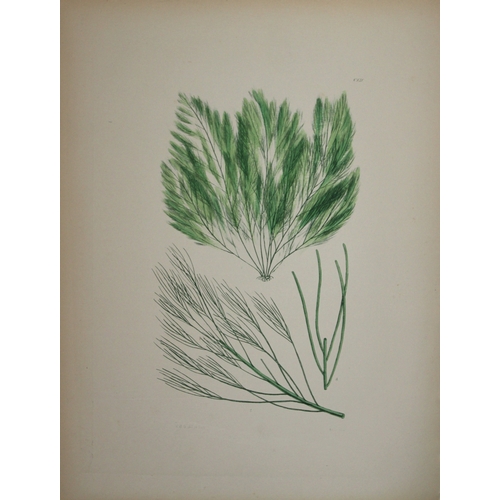 9397 - William Harvey - 2 Hand-coloured lithographs of Sea-Weeds 1846. 

These lithographs are from Phycolo... 